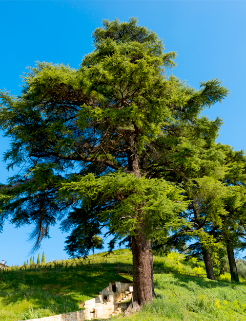 Lebanon
